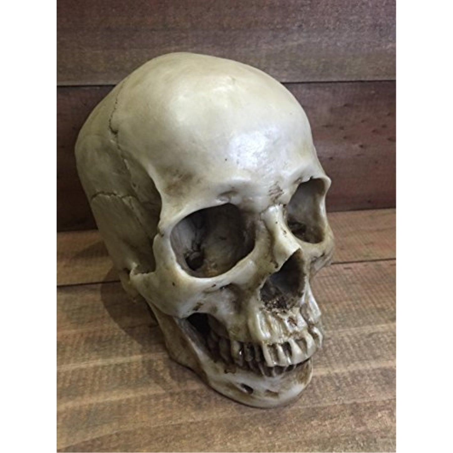 Two Piece Human Skull Head Halloween Figurine 6 inch