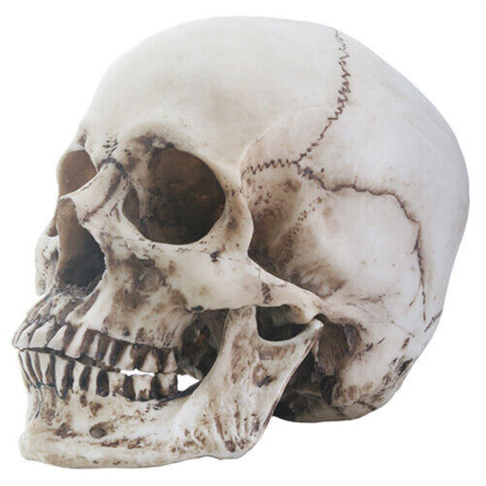 Two Piece Human Skull Head Halloween Figurine 6 inch