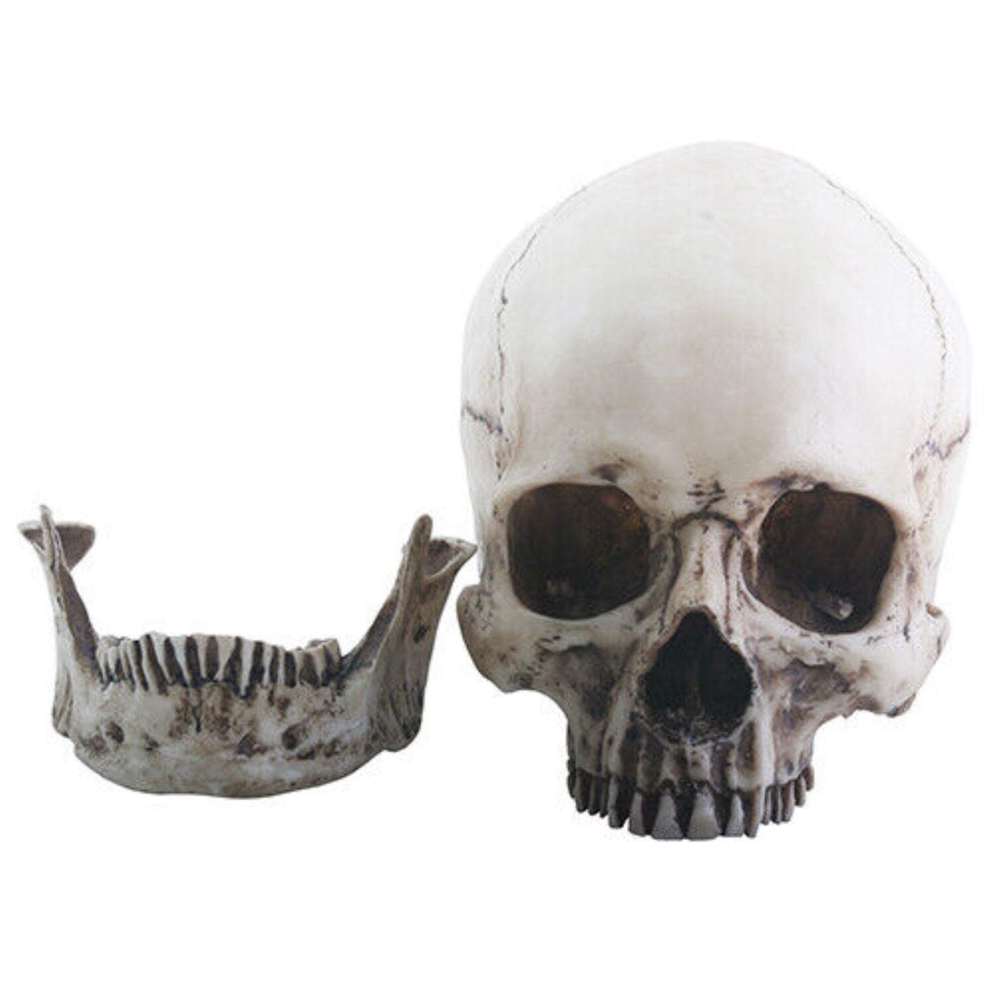 Two Piece Human Skull Head Halloween Figurine 6 inch