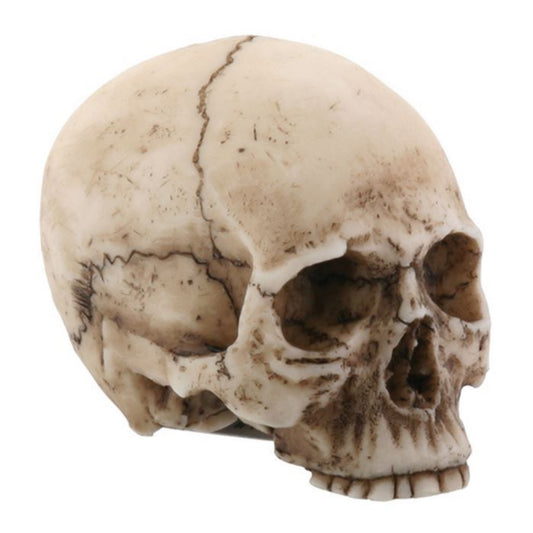 Small Human Skull Halloween Miniature Figurine 1.75 in